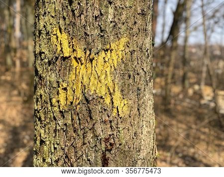 Tree With X On It. Sign For Cutting Trees. Cracked Bark Of A Plant. Dead Yellow Wood. Harmonious Emb