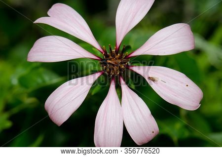 Flower Of Chilean Climbing Gazania Mutisia Ilicifolia. Conguillio National Park. Araucania Region. C