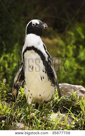 Penquin africain ou noir-Puffin