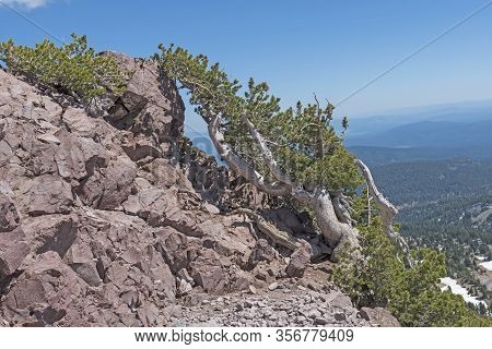 Survivor Tree On A Windy Mountainside In Lassen Volcanic National Park In California