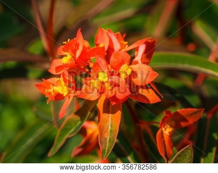 Bright Euphorbia Griffithii Fireglow With Orange Bracts And Yellow Flowers