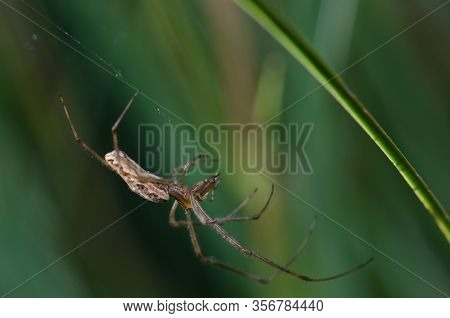 Spider Tetragnatha Extensa In The Captren Lagoon. Conguillio National Park. Araucania Region. Chile.