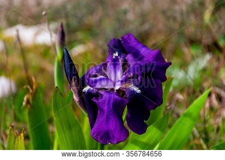 A Close-up Shot Of An Iris Germanica (bearded Iris / German Bearded Iris) Flower Found In The Wild I