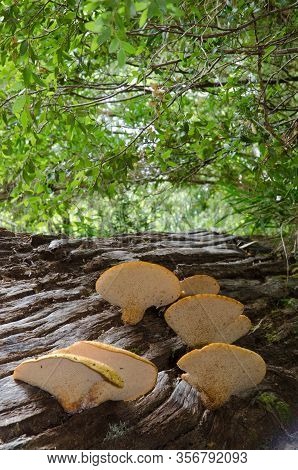 Mushrooms On A Dead Tree In A Forest. Conguillio National Park. Araucania Region. Chile.