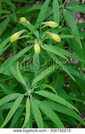 Peruvian Lily Alstroemeria Aurea With Closed Flowers. Conguillio National Park. Araucania Region. Ch