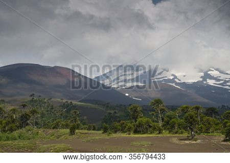 Llaima Volcano Covered By Clouds And Monkey Puzzle Trees Araucaria Araucana. Conguillio National Par