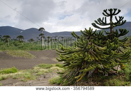Scrubland With Monkey Puzzle Trees Araucaria Araucana. Conguillio National Park. Araucania Region. C