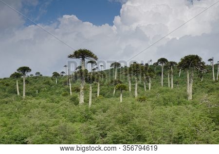 Scrubland With Monkey Puzzle Trees Araucaria Araucana. Conguillio National Park. Araucania Region. C