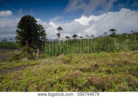 Scrubland With Monkey Puzzle Trees Araucaria Araucana. Conguillio National Park. Araucania Region. C