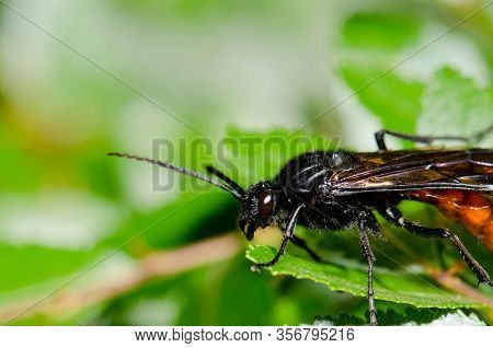 Male Wasp Elaphroptera Scoliaeformis On The Shrub Escallonia Leucantha. Conguillio National Park. Ar