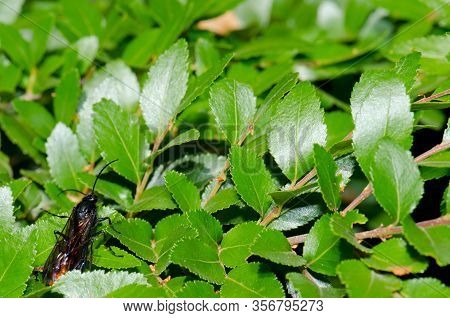 Male Wasp Elaphroptera Scoliaeformis On The Shrub Escallonia Leucantha. Conguillio National Park. Ar