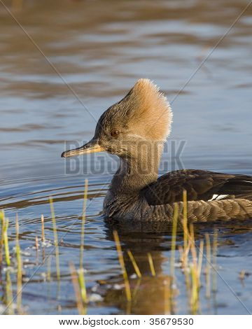 หญิง Merganser หมวกขาว
