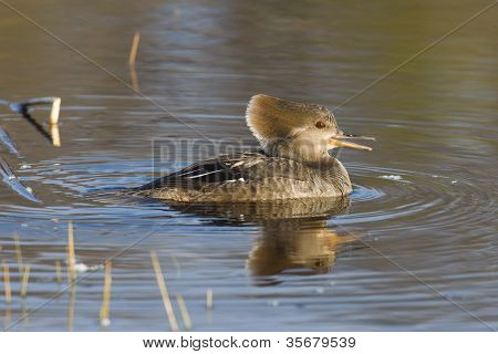 หญิง merganser