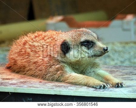 The Meerkat (suricata Suricatta), Merkat, Suricato Or Surikata