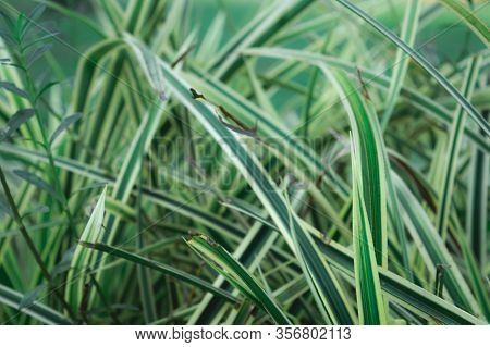 Green Plant Leaf Abstract Background. Textured Effect. Blades Of Grass In Lush Green Meadow. Natural