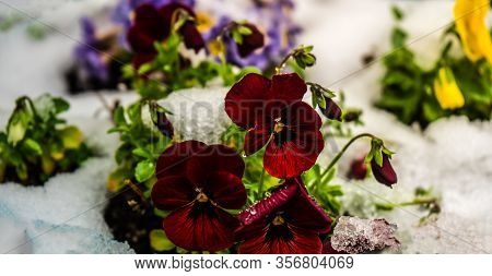 Tricolor Viola Flowers In A Garden