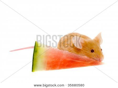 Lille rat med en skive af en vandmelon.