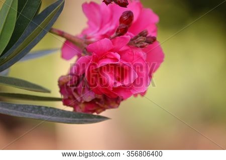 Pink Oleander Flower Full Blooming With Defocused Flower Background , Close Up Blooming Pink Oleande