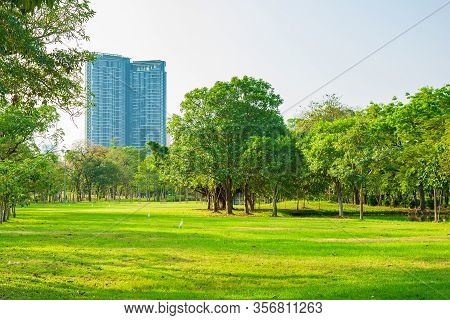 The Greenary Of Trees Growing On Meadow In Public Park In The City With Sky And Nature Background.