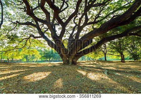 The Greenery Leaves Branches Of Big Rain Tree Sprawling Cover On Dry Leaves And Meadow Under Sunshin