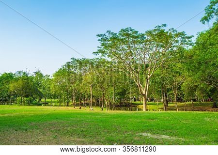 The Greenary Of Trees Growing On Meadow In Public Park With Sky And Nature Background.