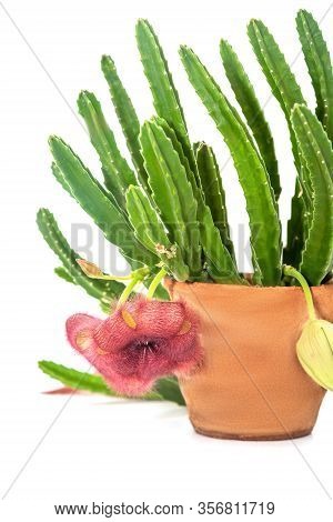 Stapelia Grandiflora Flower Isolated On White Background