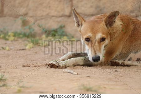Golden Dog Laying Seating In Park With Bokeh Background