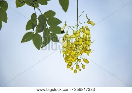 Beautiful Yellow Blooming Yellow Flower In Garden