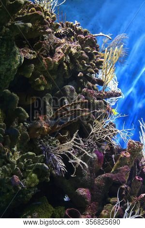 Beautiful Colorful Underwater Marine Life In The Aquarium