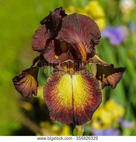 Iris Germanica. Closeup Of Flower Bearded Iris 
