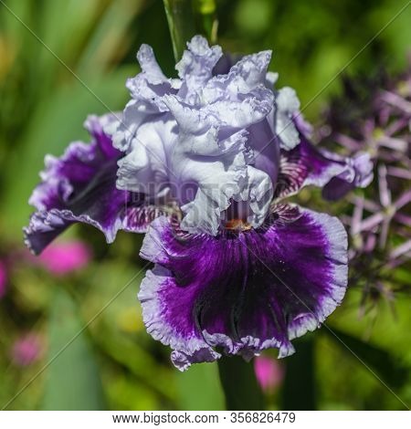 Iris Germanica. Closeup Of Flower Bearded Iris 