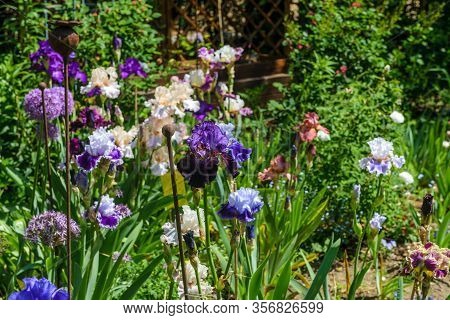 Colorful Irises In The Garden, Perennial Garden. Gardening. Bearded Iris Group Of Colorful Irises In