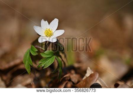 Spring White Flowers In The Grass Anemone (isopyrum Thalictroides)