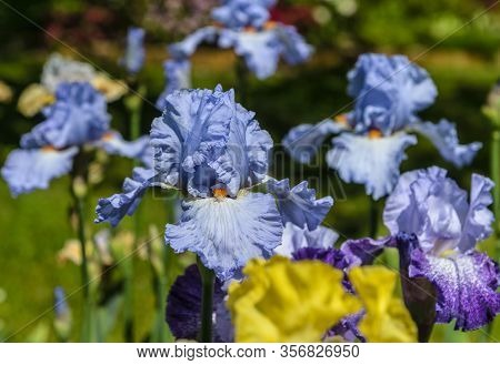 Iris Germanica. Closeup Of Flower Bearded Iris 