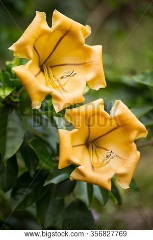 Wild Flowers On The Island Of Mauritius.