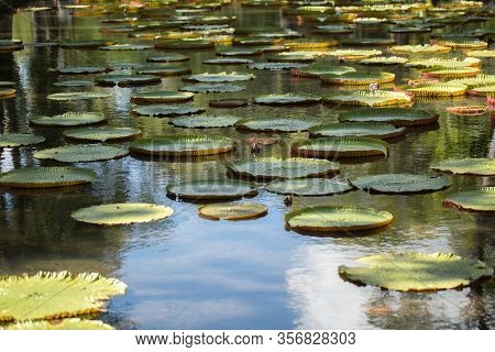 Giant, Amazonian Lily In Water At The Pamplemousess Botanical Gardens In Mauritius. Victoria Amazoni