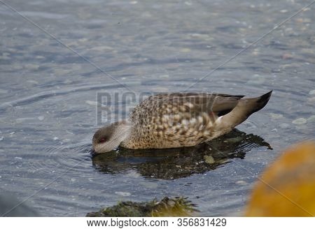 Patagonian Crested Duck Lophonetta Specularioides Specularioides Feeding. Puerto Natales. Magallanes