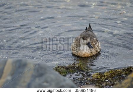 Patagonian Crested Duck Lophonetta Specularioides Specularioides Feeding On Algae. Puerto Natales. M