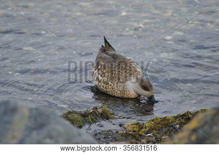 Patagonian Crested Duck Lophonetta Specularioides Specularioides Feeding. Puerto Natales. Magallanes