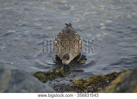 Patagonian Crested Duck Lophonetta Specularioides Specularioides Feeding. Puerto Natales. Magallanes