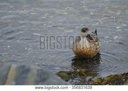Patagonian Crested Duck Lophonetta Specularioides Specularioides Calling. Puerto Natales. Magallanes