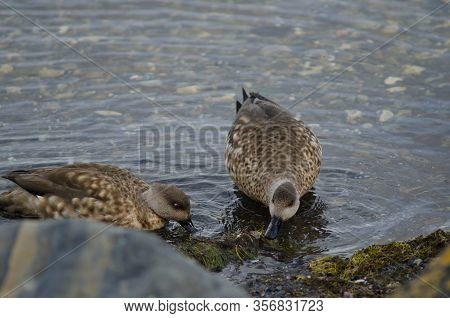 Patagonian Crested Ducks Lophonetta Specularioides Specularioides Feeding. Puerto Natales. Magallane
