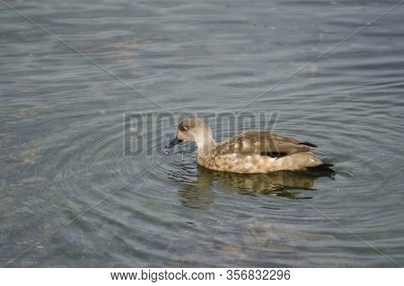Patagonian Crested Duck Lophonetta Specularioides Specularioides Feeding On Algae. Puerto Natales. M