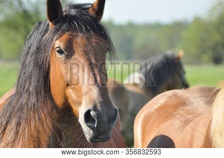 Workhorse. Grazing In The Pasture. Meadow In The Valley Of The Bug.