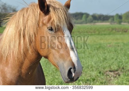 Workhorse. Grazing In The Pasture. Meadow In The Valley Of The Bug.