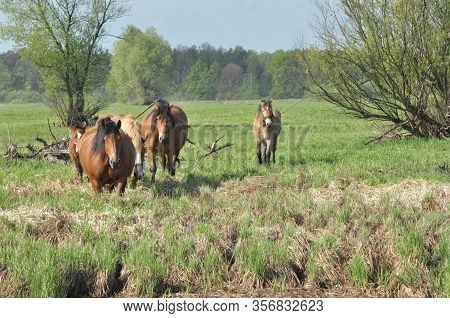 Workhorse. Grazing In The Pasture. Meadow In The Valley Of The Bug.