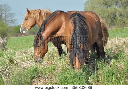 Workhorse. Grazing In The Pasture. Meadow In The Valley Of The Bug.