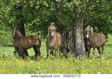 Workhorse. Grazing In The Pasture. Meadow In The Valley Of The Bug.