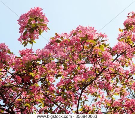 Pink Spring Blossom. Blooming Branches In The Garden.
