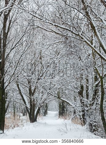 Path In A Winter Forest. Snow On The Path. Winter Landscape.